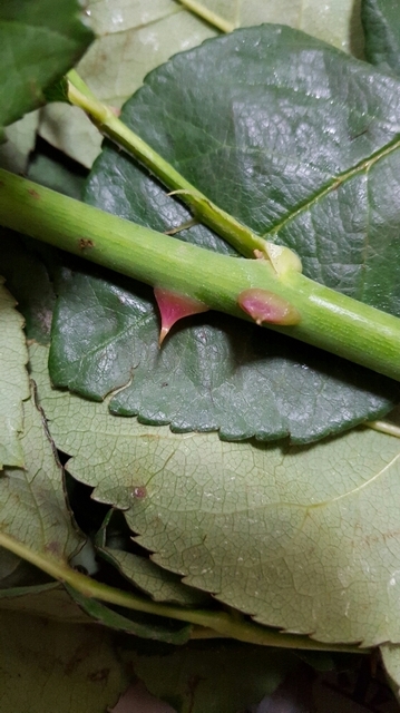 20170417_200620.jpg