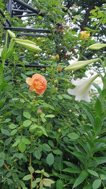 DSC_7848.JPG