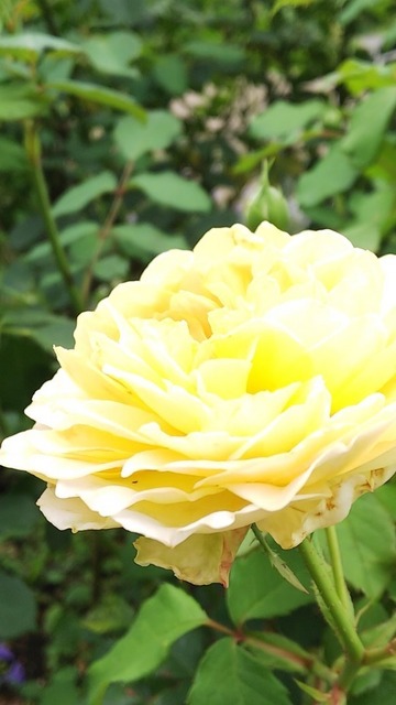 DSC_7854.JPG