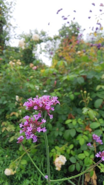 DSC_8246.JPG