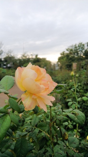 DSC_9496.JPG