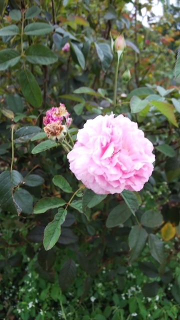DSC_9497.JPG