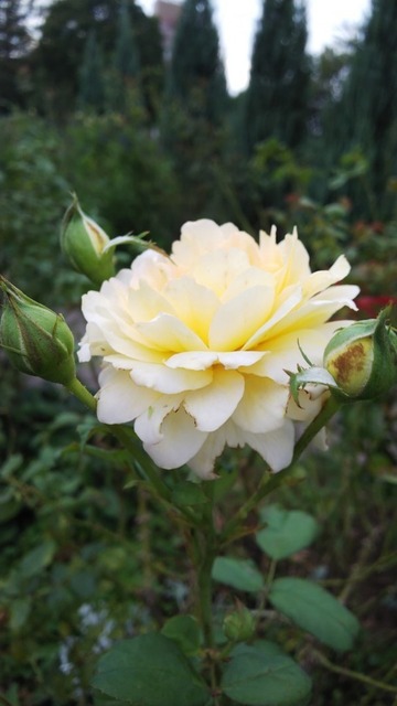 DSC_9495.JPG