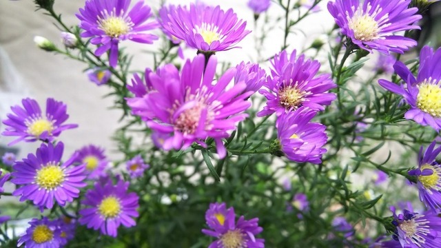 DSC_9515.JPG