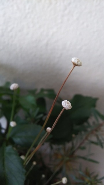 DSC_9493.JPG