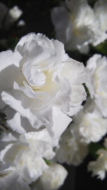 DSC_9636.JPG