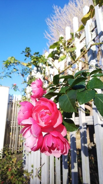 DSC_0783.JPG