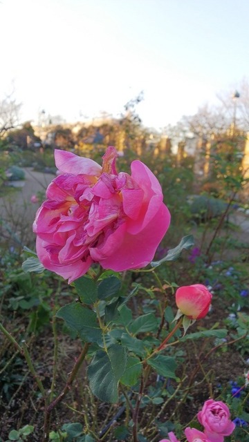 DSC_0811.JPG