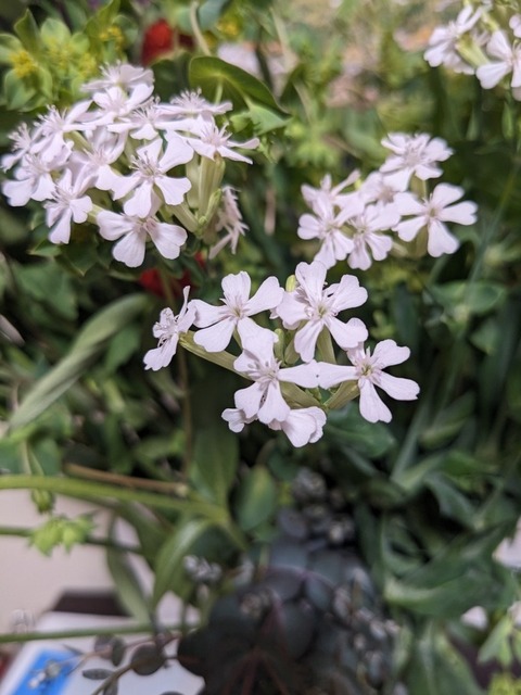 PXL_20230323_115838105.jpg