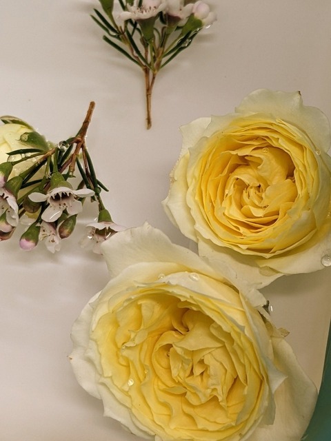 PXL_20230413_060354296.jpg