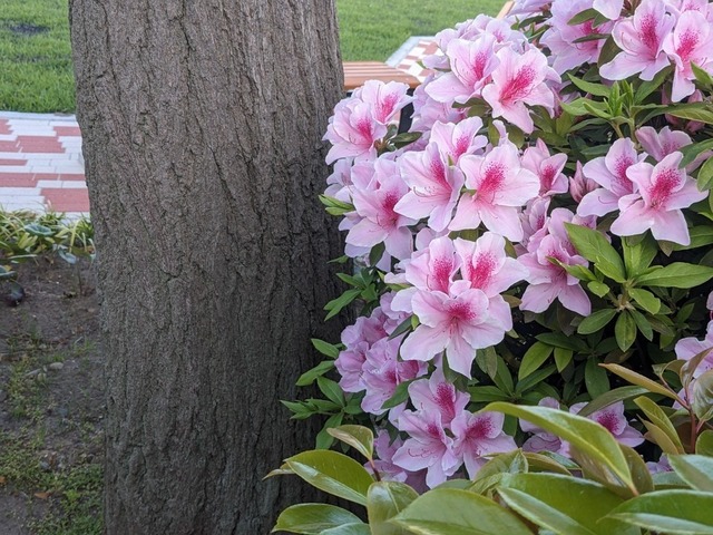 PXL_20230413_074231477.jpg