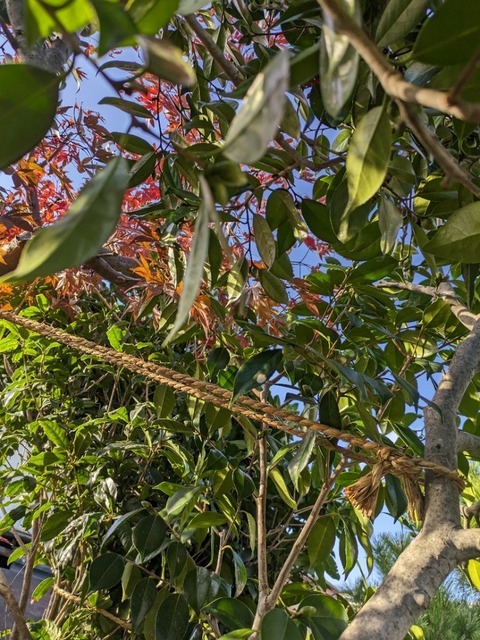 PXL_20231126_053720927.jpg